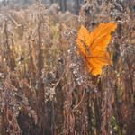 A Leaf in Autumn VIII by hyneige