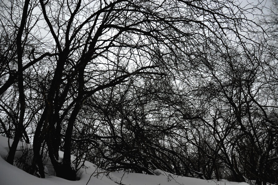 Glass Roof of Branches