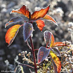 Frosted_Leaves_of_Autumn II by hyneige