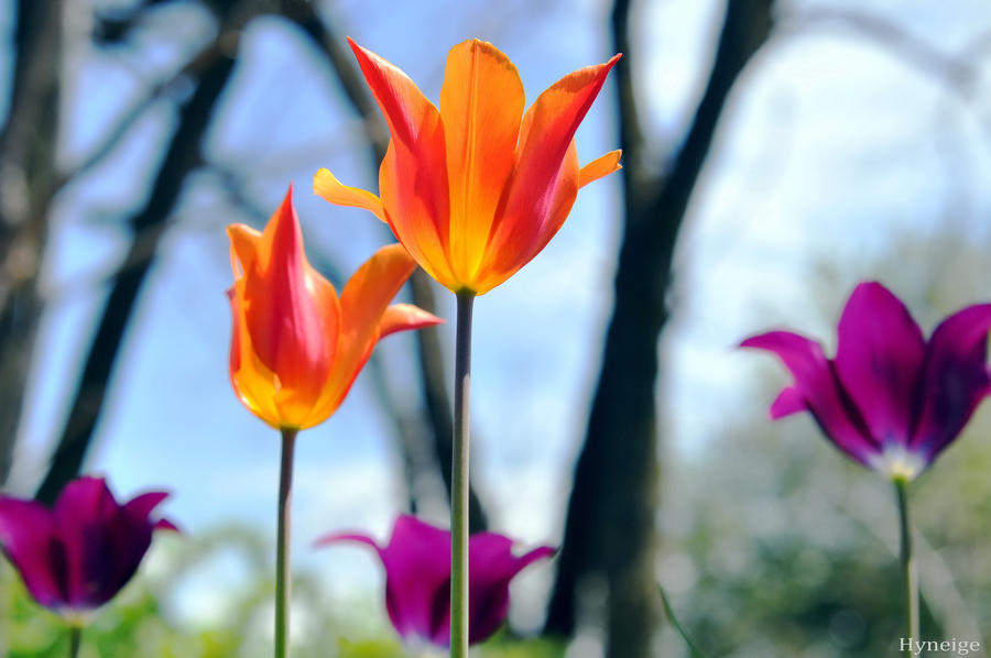 Transparence Orange Violet II