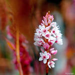 La Magie de l'Automne V by hyneige