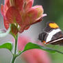 Papillon sur Rose Orange I