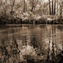 Reflet un Matin en Automne III