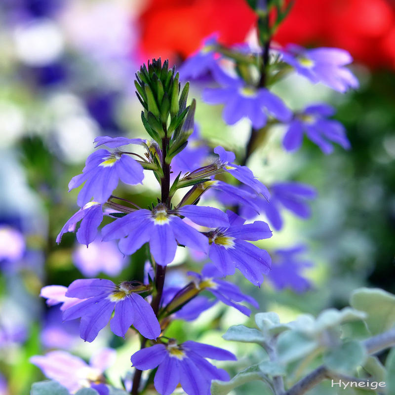 Fleur en Impression de Bleu I