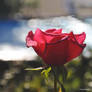 Une Rose Amour I