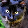 Le Chat Bleu I