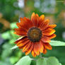 Tournesol en Septembre