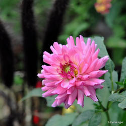 Dahlia en Octobre I