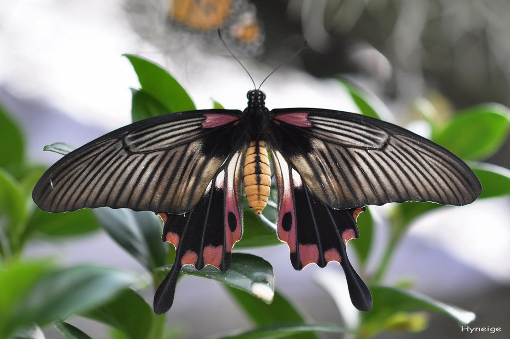 Papillon en Fushia et Orange I