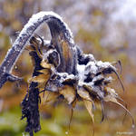 Tournesol sous la Neige I