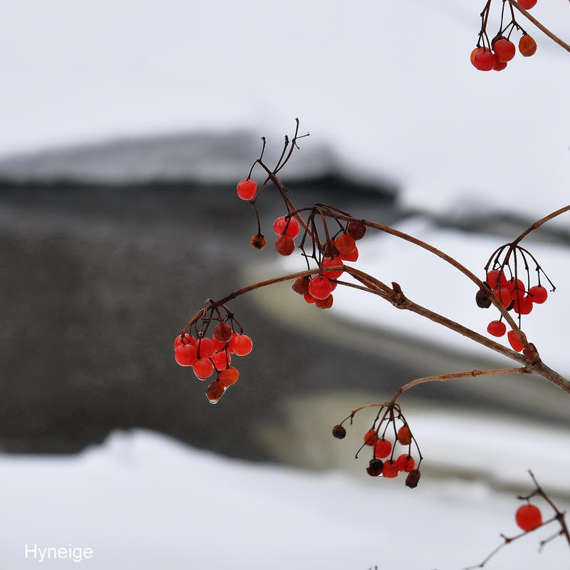 Fruits sur redoux d'Hiver