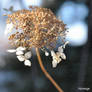 Hydrangee en Hiver II