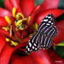 Papillon en bleu sur rouge