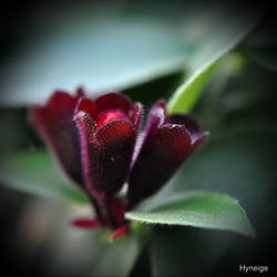 Petite fleur en violet et fonce