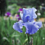 Iris en bleu royal