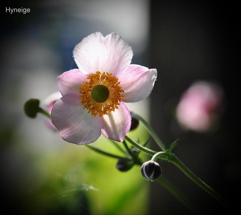 Anemone en transparence