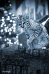 Un chat a noel by hyneige