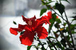 Hibiscus a la fenetre sur la neige by hyneige