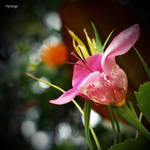 En volupte et rorange. by hyneige En volupte et rorange. by hyneige