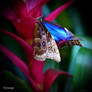 En eclat papillon et couleurs I