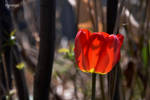 La transparence des tulipes I by hyneige