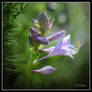 Fleurs d'hosta en delicatesse I