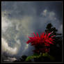 Monarde sur ciel d'orage I