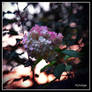 Hydrangee sur le couchant I