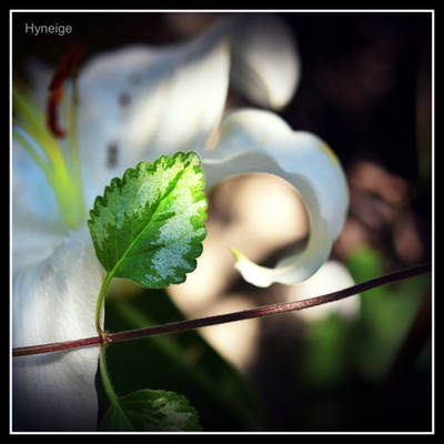 Lys en arabesque et feuille I