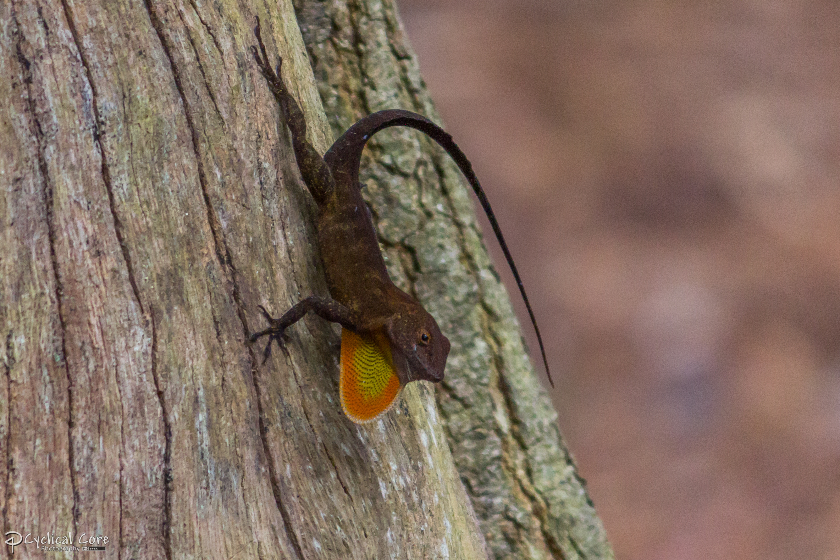 Crested Anole Dewlap!