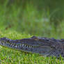 American crocodile