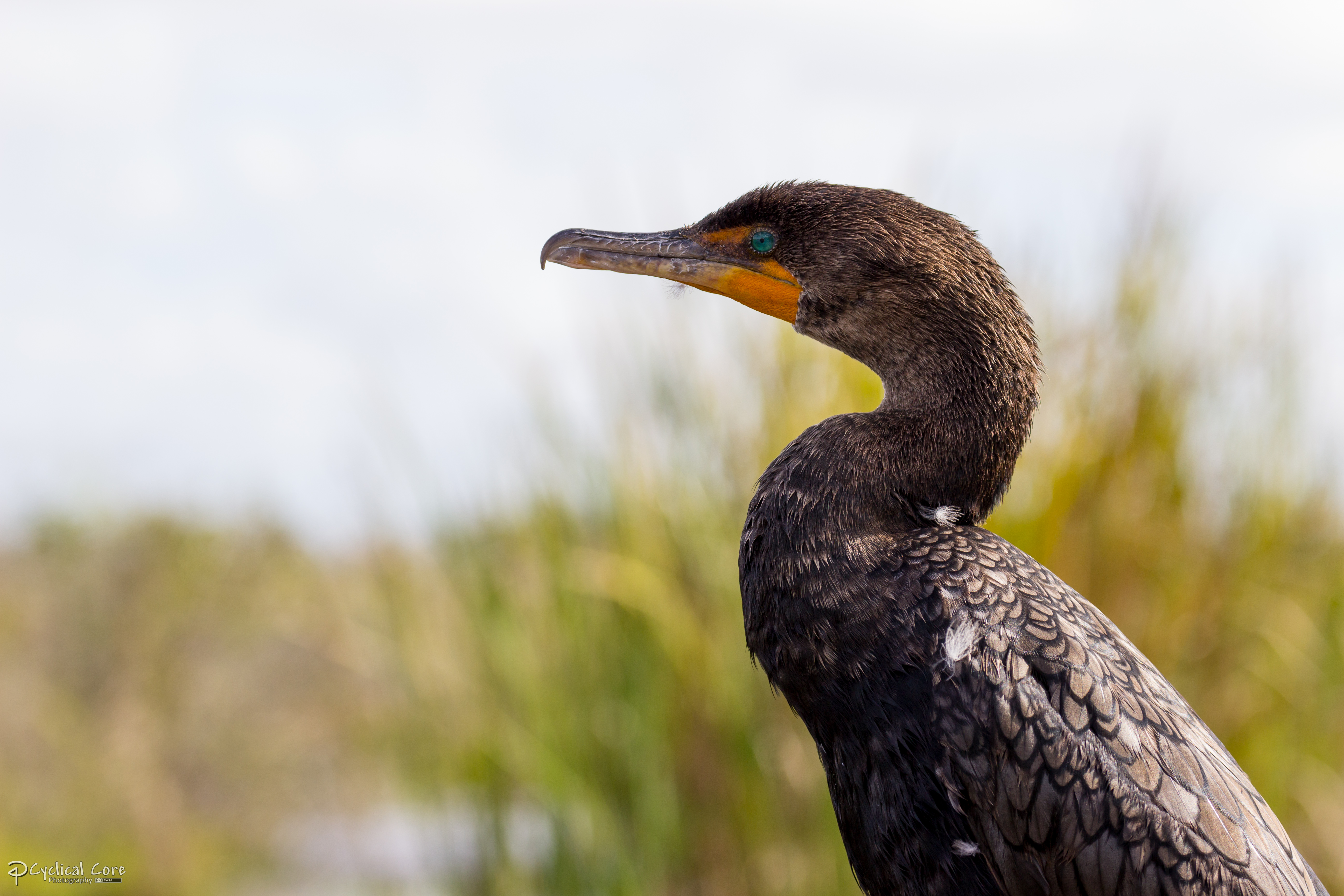 Double-crested cormorant profile