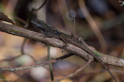 Anole on a twig