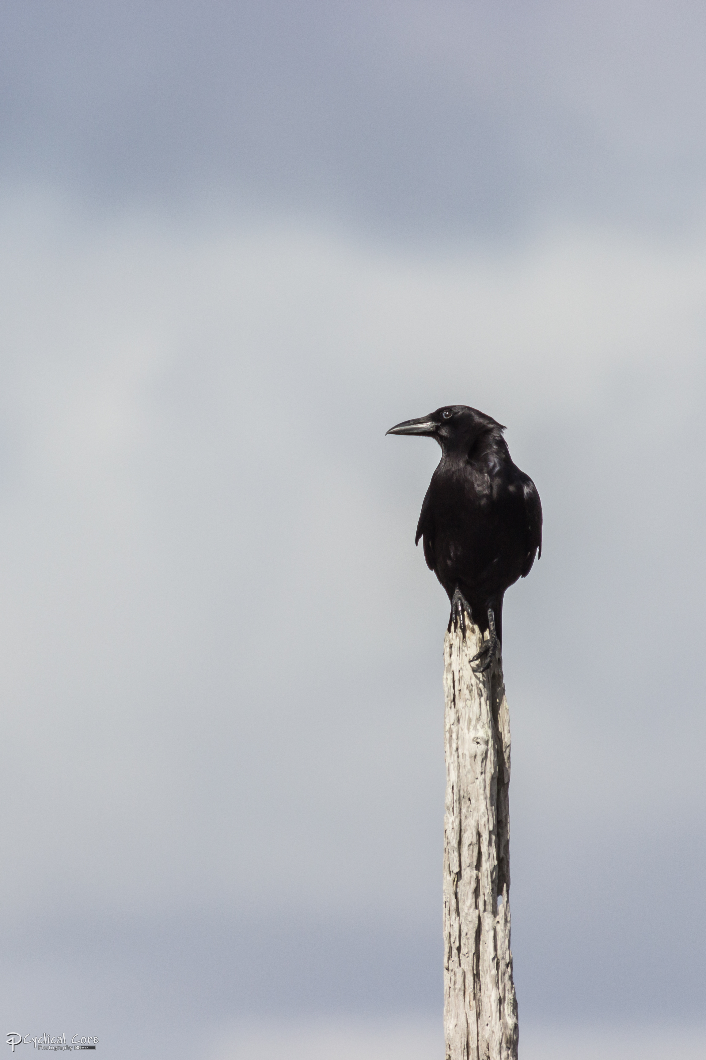 Crow perch