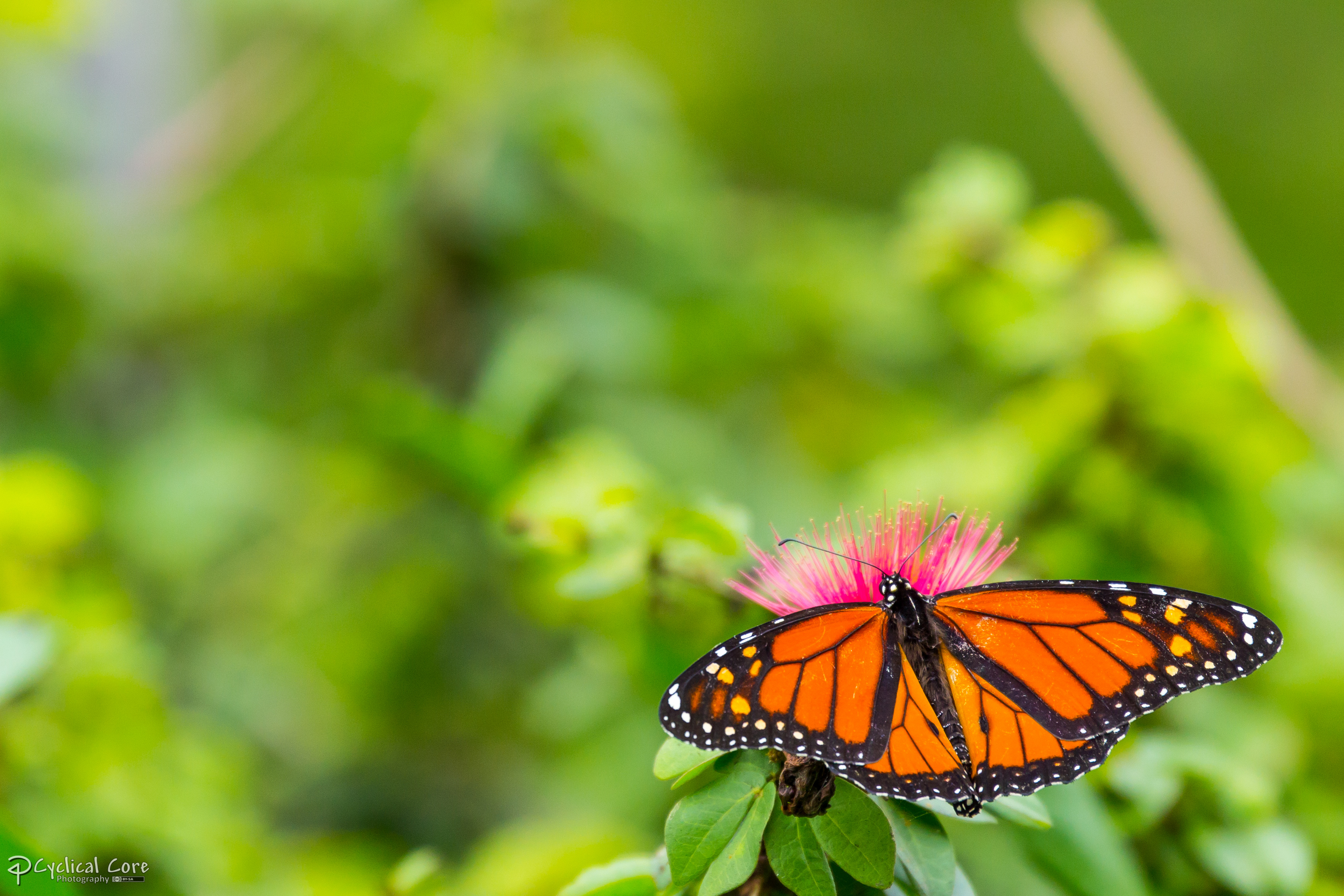 Monarch Butterfly on a Magenta Puff