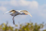 Cattle Egret landing by CyclicalCore