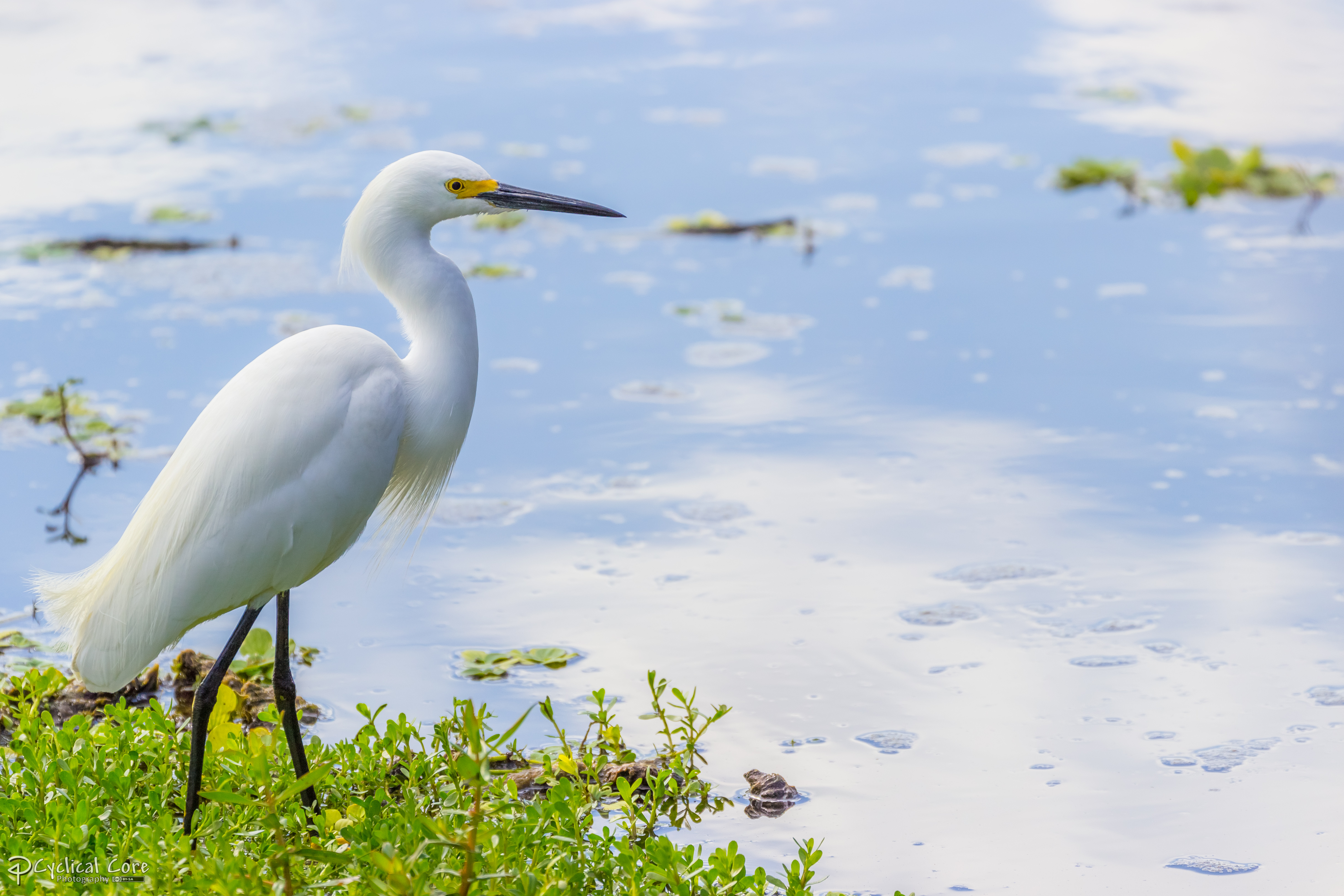 Snowy egret