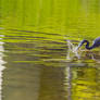 Tricolor (breeding coloration) heron hunting