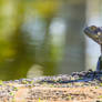 Iguana on a wall