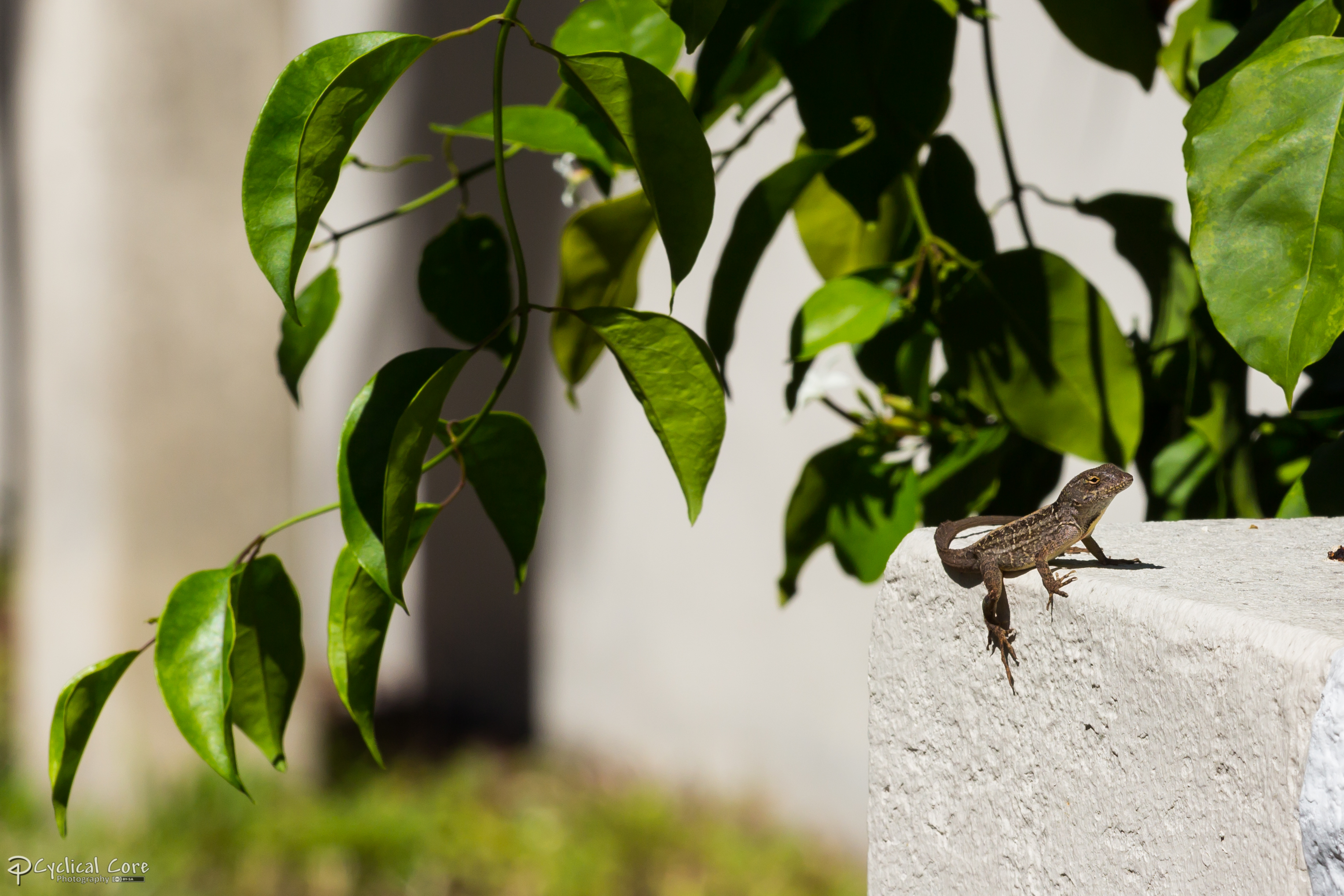 Brown anole on wall