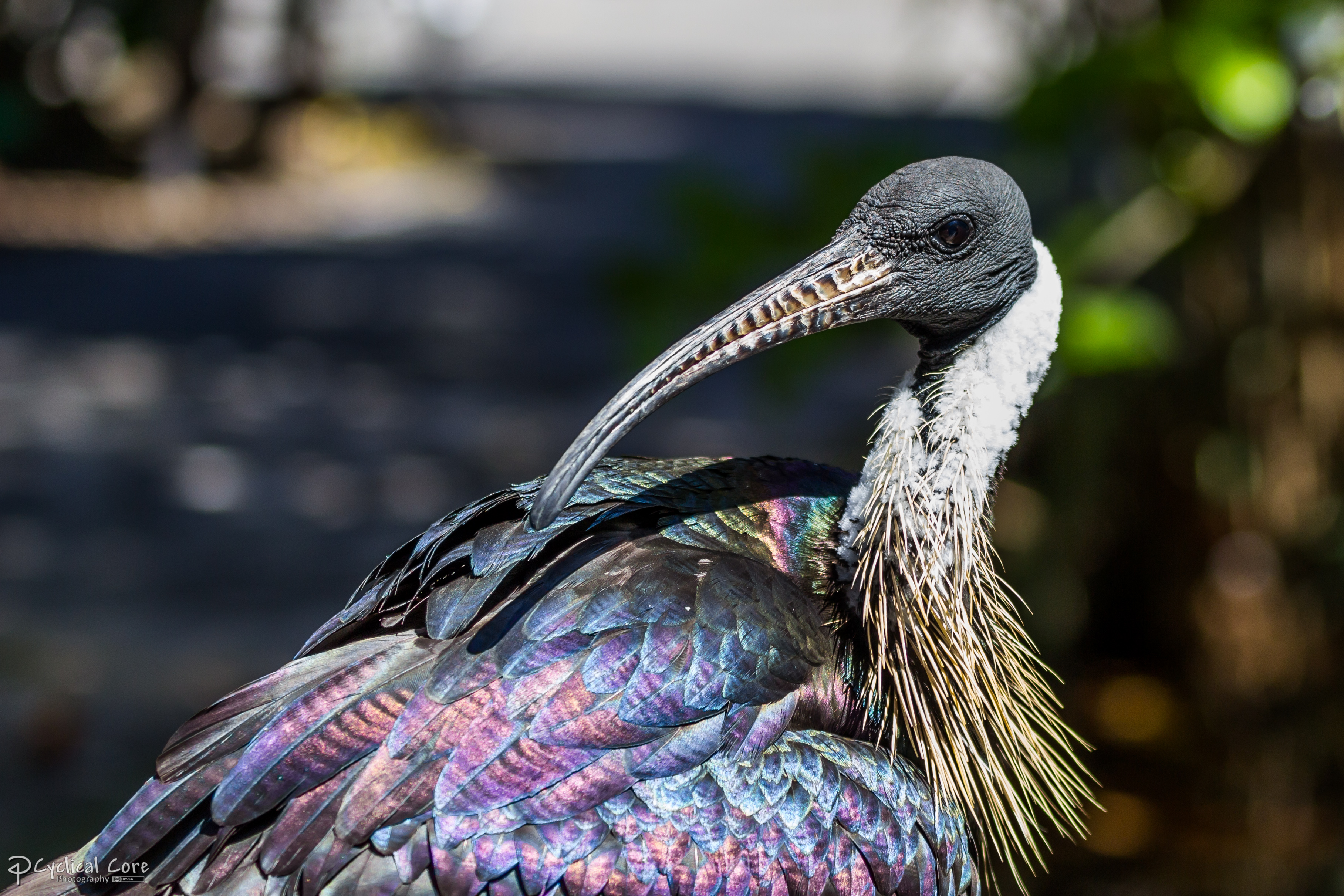 Straw-necked ibis