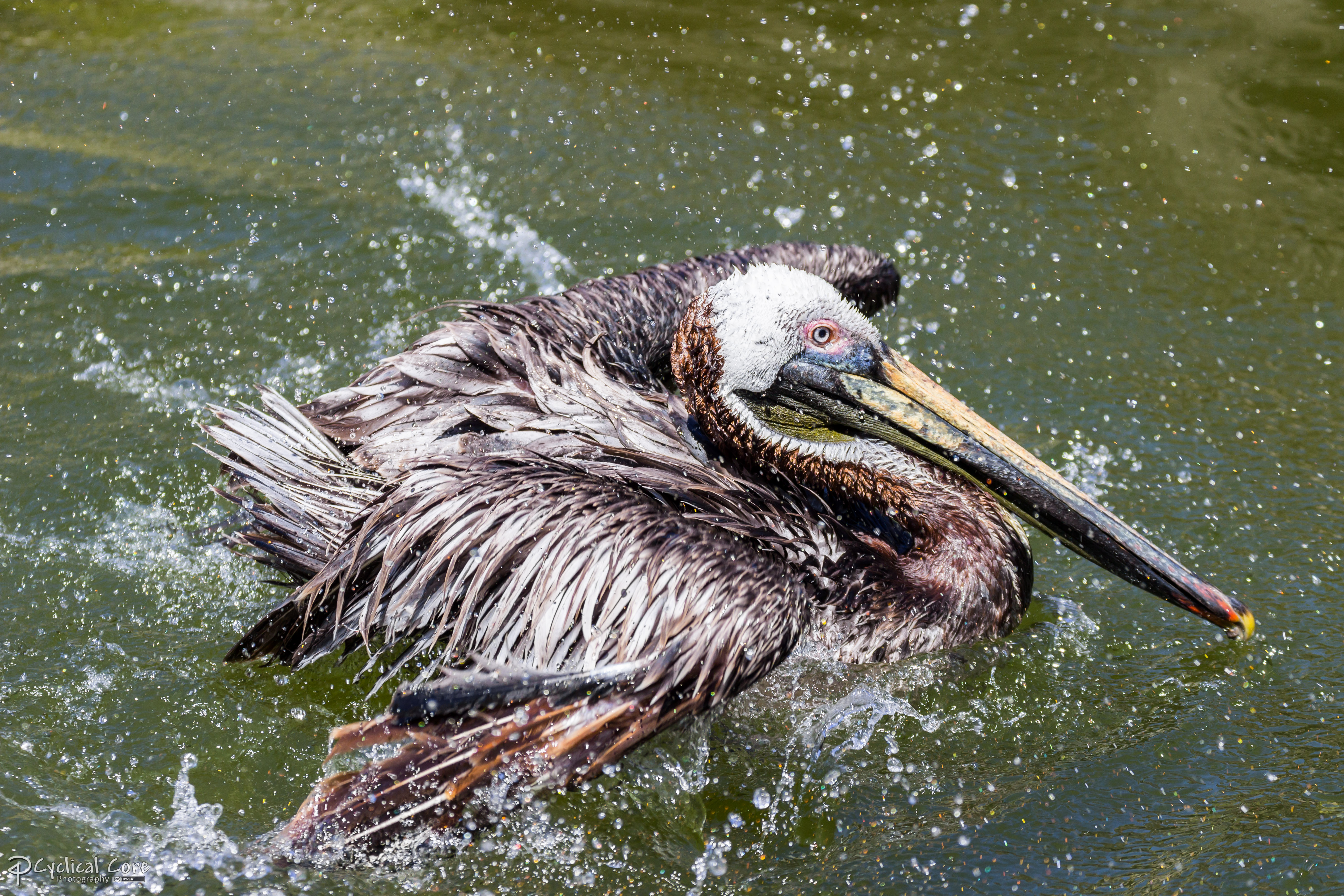 Splashing Pelican