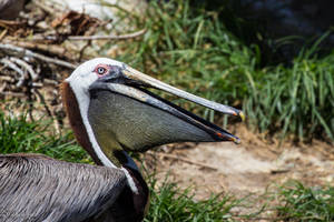 Dry Pelican