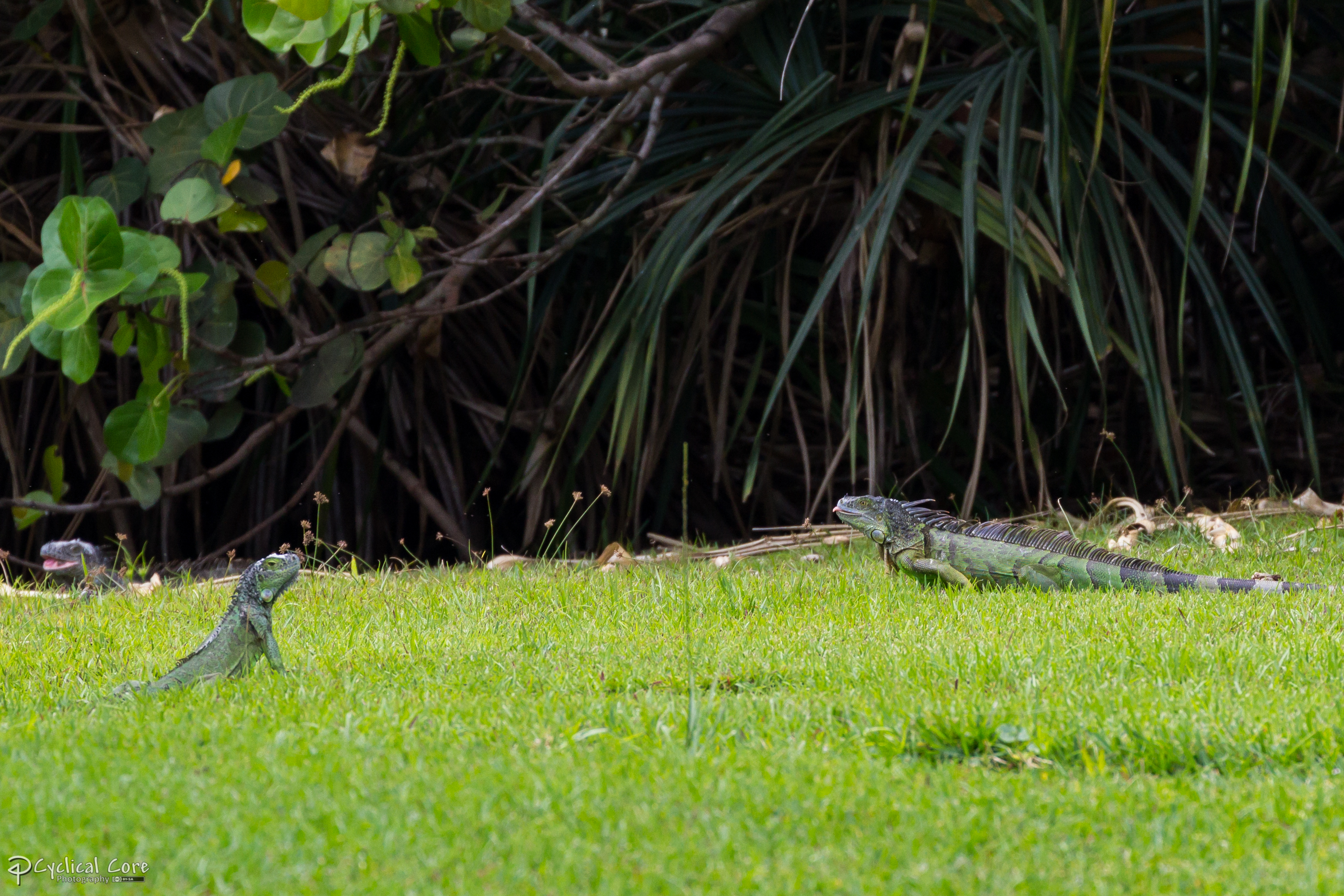 Iguanas