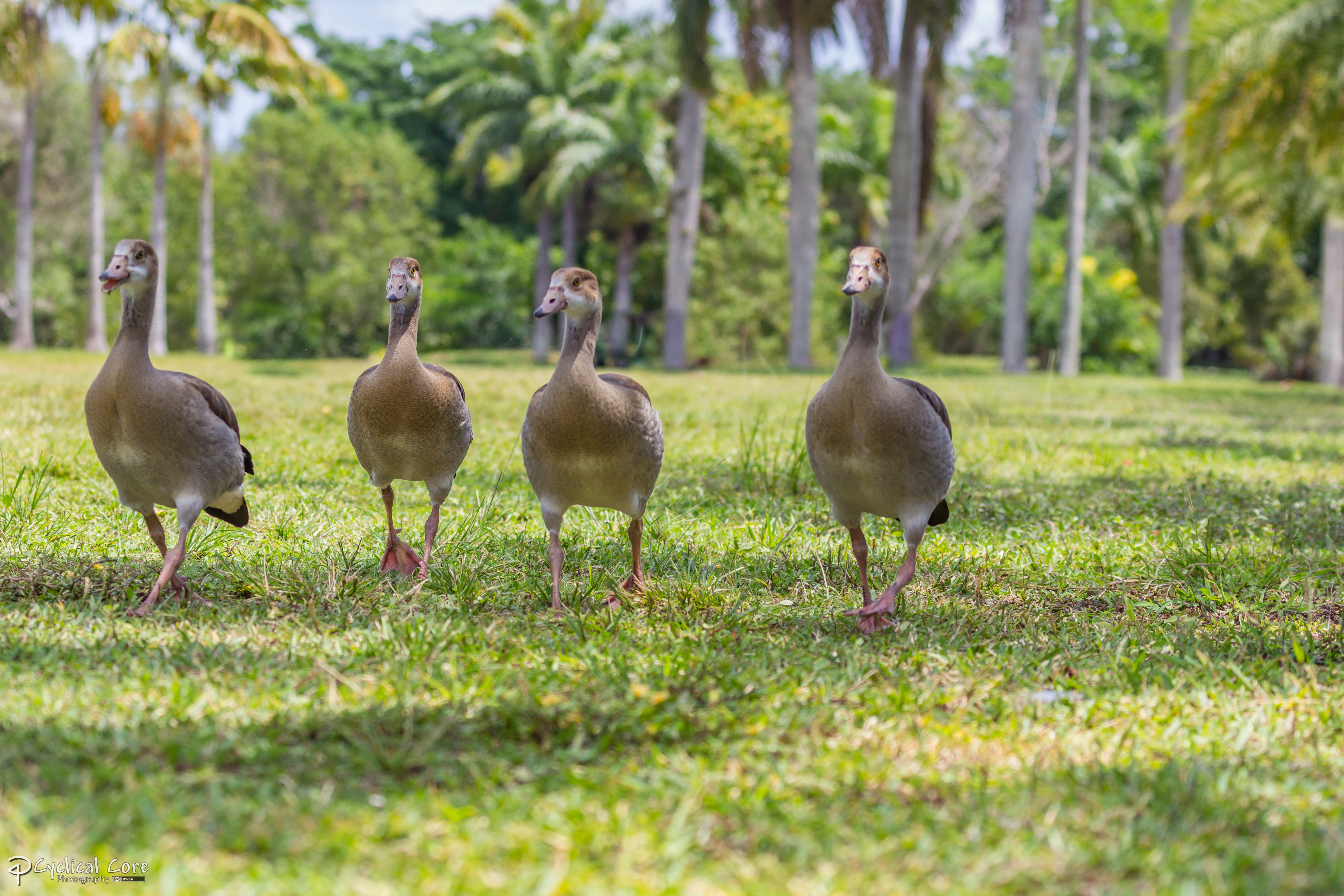 Incoming geese