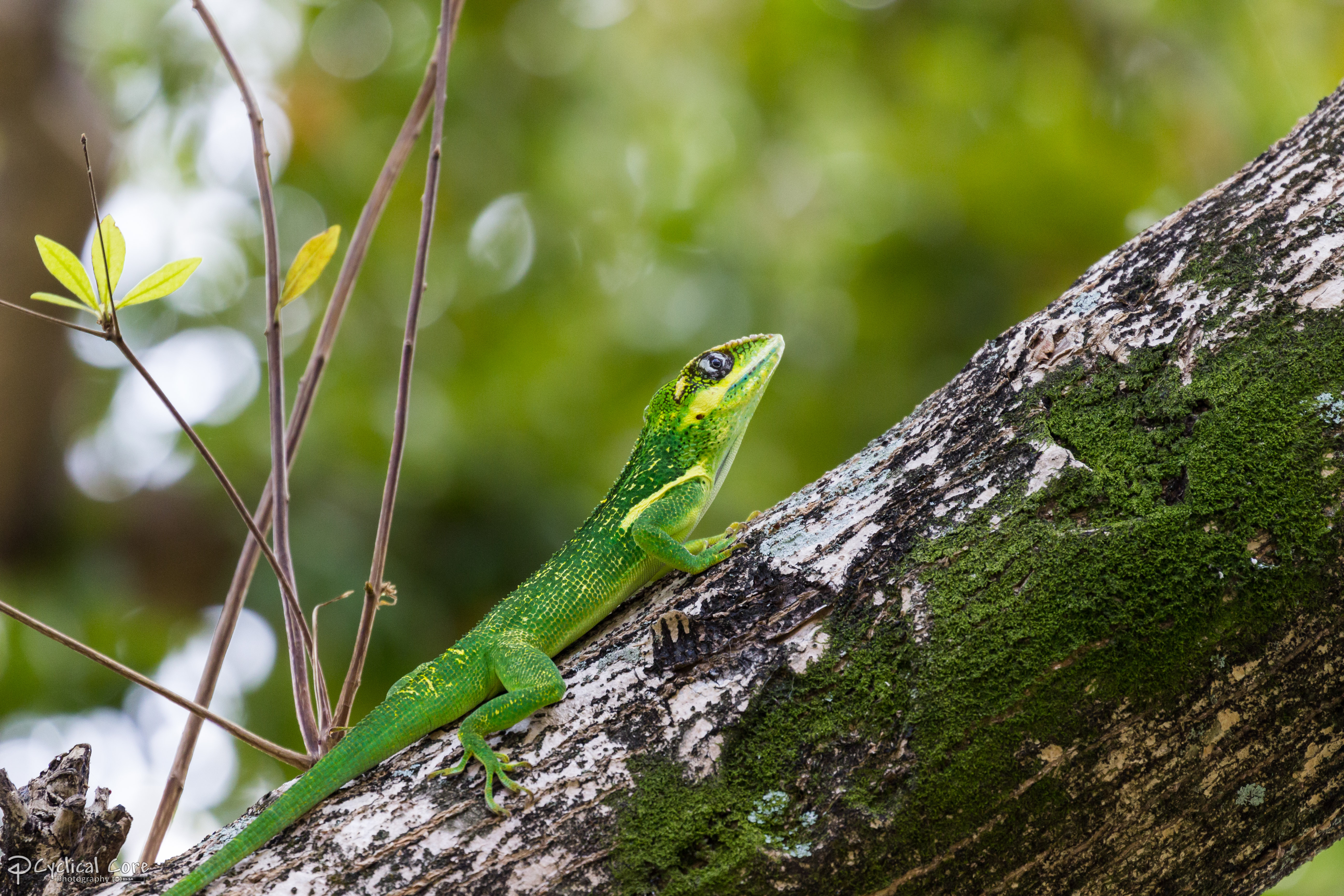 Knight anole with nature