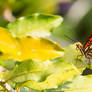 Orange butterfly