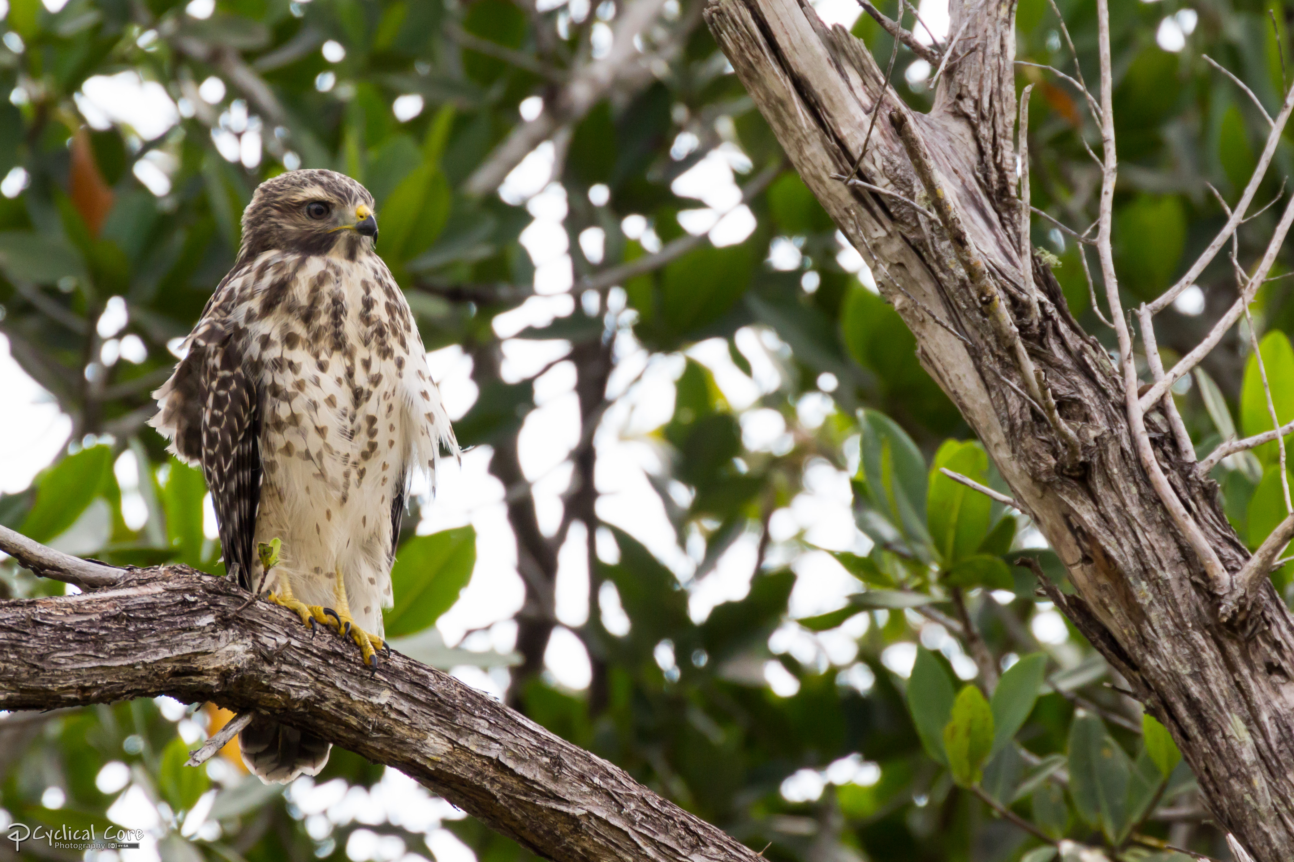 Fluffy hawk