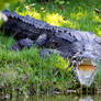 Croc mouth