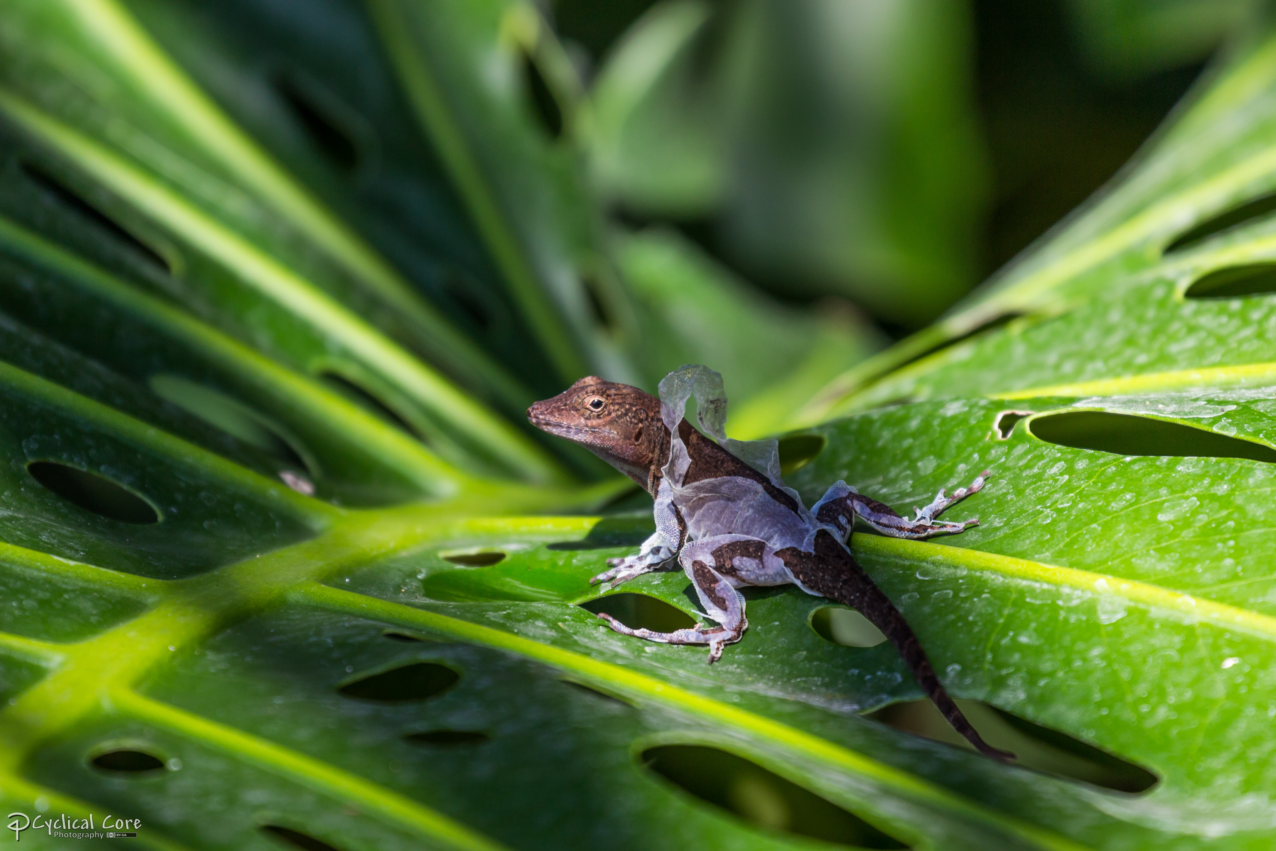 Shedding crested anole